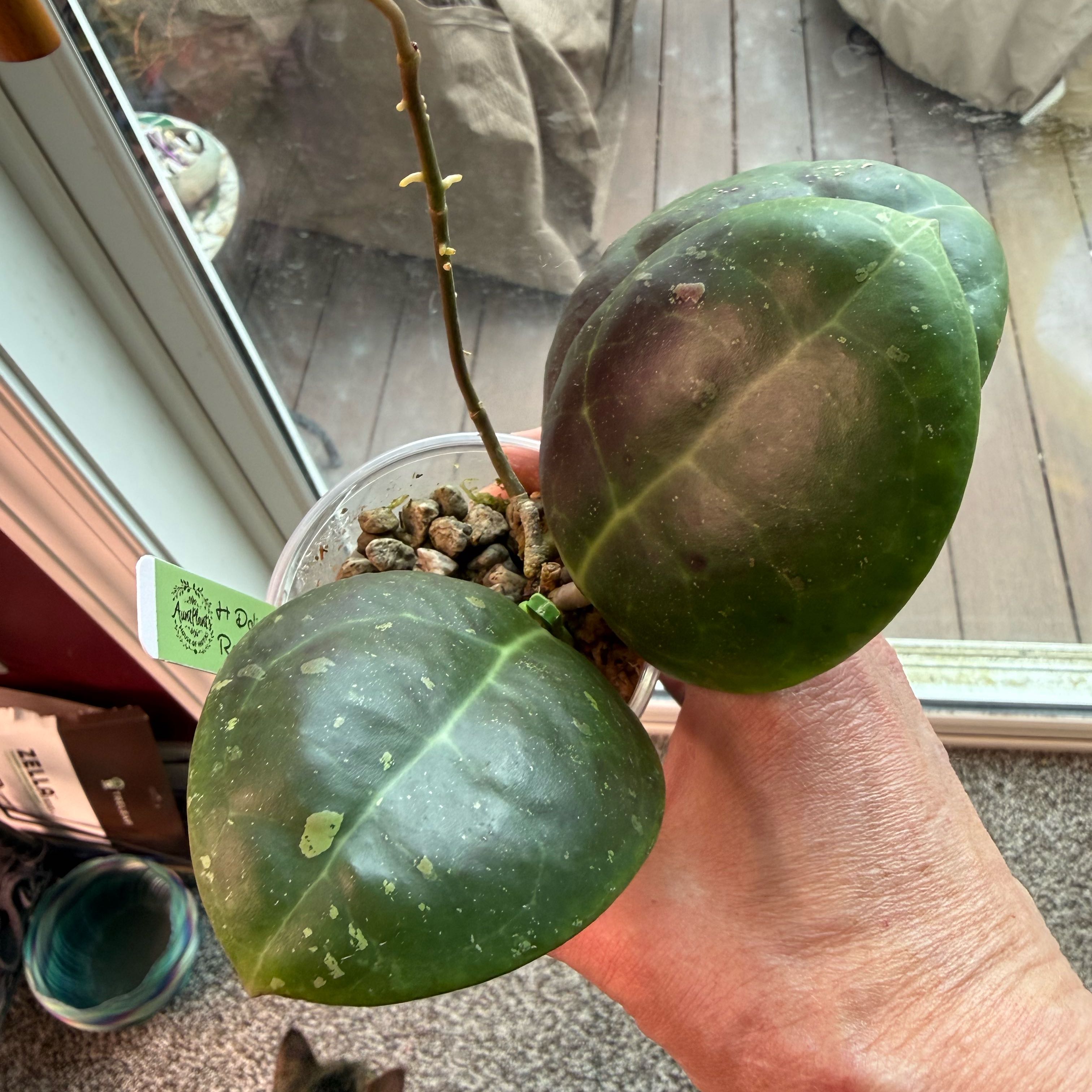 Photo of the plant species Hoya dolichosparte by @PricklyThumb named Red sp Sulawesi on Greg, the plant care app