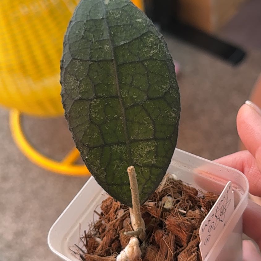 Photo of the plant species Hoya clemensiorum by @PricklyThumb named Dragon Back on Greg, the plant care app