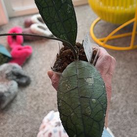 Photo of the plant species Hoya clemensiorum by @PricklyThumb named Sp Aceh Jurassica on Greg, the plant care app