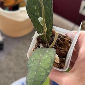 Photo of the plant species Hoya clemensiorum by @PricklyThumb named Sp Aceh crocodile on Greg, the plant care app