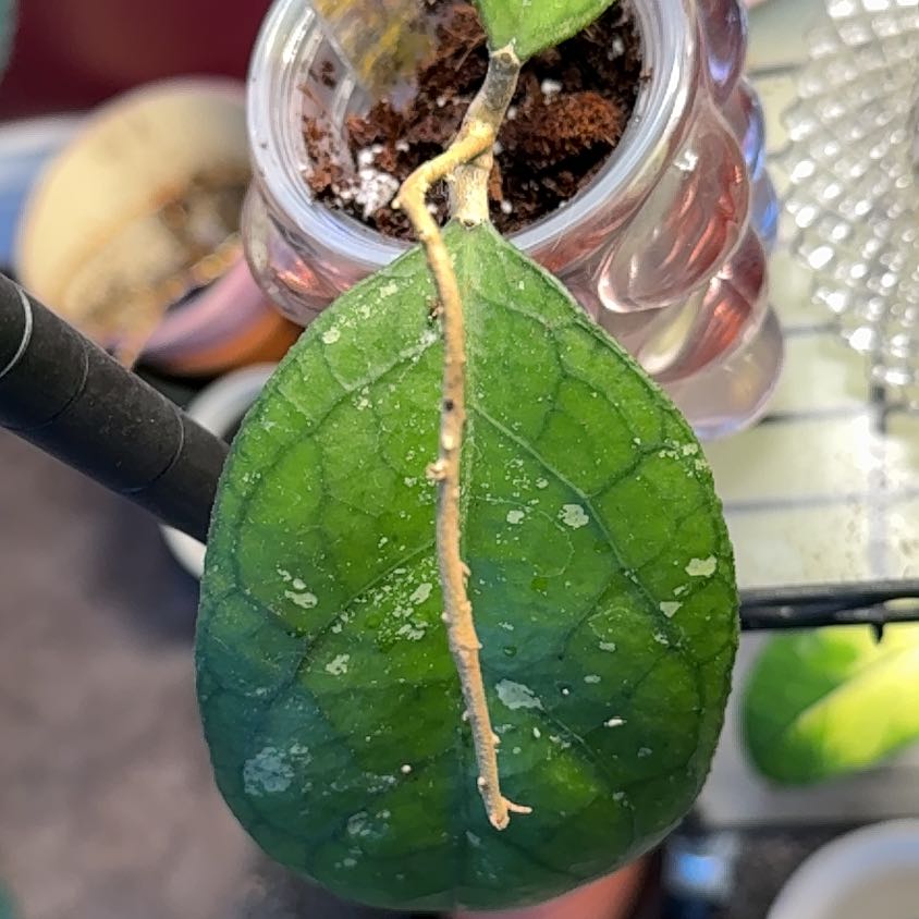 Photo of the plant species Hoya meredithii by @PricklyThumb named Round Leaf on Greg, the plant care app