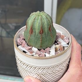 Photo of the plant species Baseball Plant by @PricklyThumb named Kirby on Greg, the plant care app