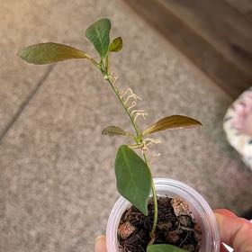Photo of the plant species Hoya apoensis by @PricklyThumb named Tupot amaroot on Greg, the plant care app