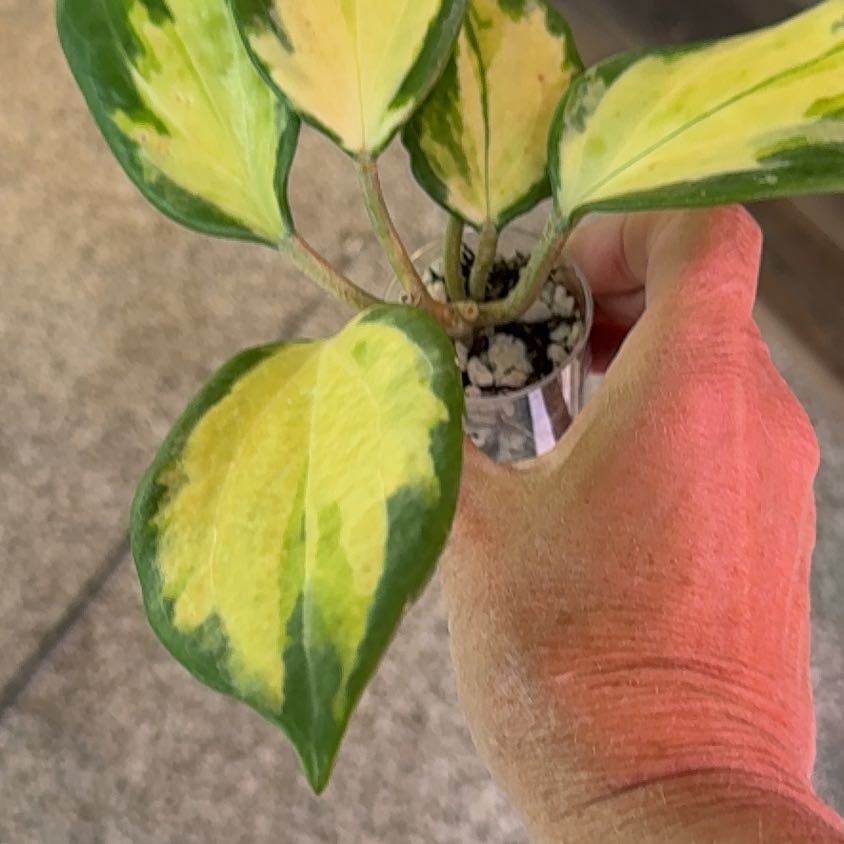 Photo of the plant species Hoya merilli by @PricklyThumb named Inner variegated on Greg, the plant care app