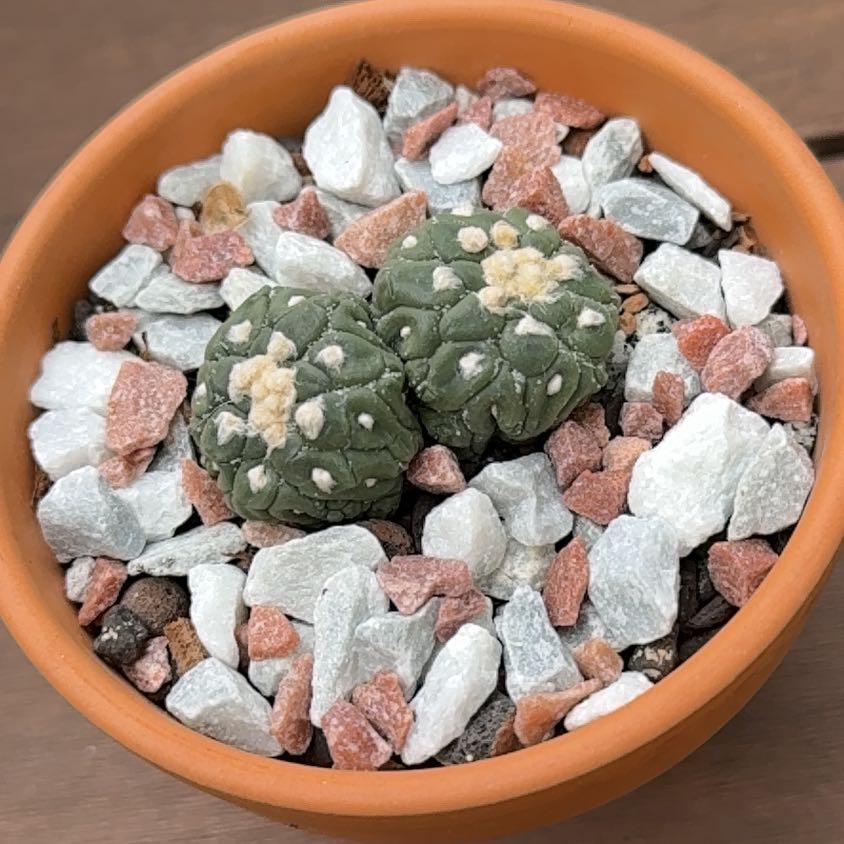 Photo of the plant species Astrophytum spp. by @PricklyThumb named Asterias Lizard Skin on Greg, the plant care app