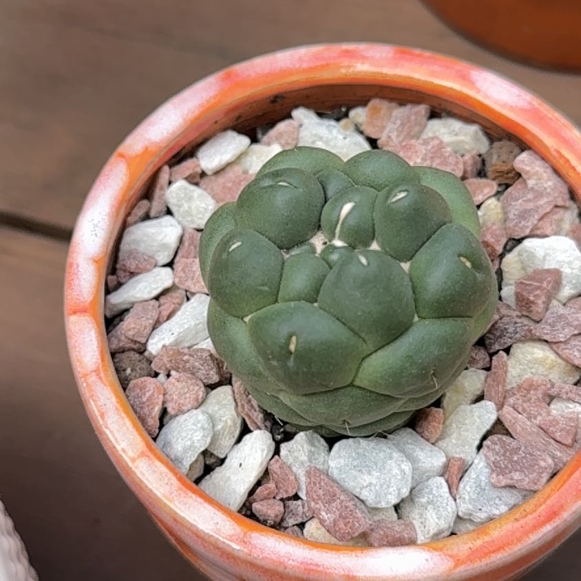 Photo of the plant species Coryphantha Elephantidens cv. Inermis by @PricklyThumb named Merrick on Greg, the plant care app