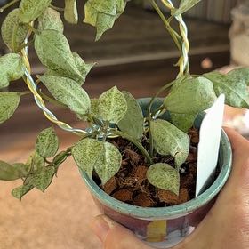 Photo of the plant species Hoya lacunosa 'Leopard' by @PricklyThumb named Leopard Skin on Greg, the plant care app