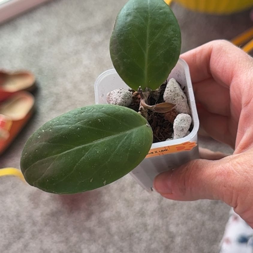 Photo of the plant species Hoya NOID by @PricklyThumb named WRX63 x UNK on Greg, the plant care app