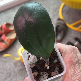 Photo of the plant species Hoya NOID by @PricklyThumb named Erika’s Heart on Greg, the plant care app