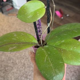 Photo of the plant species Hoya NOID by @PricklyThumb named GEH2302-63 Swiffer’s dream x chicken farm on Greg, the plant care app