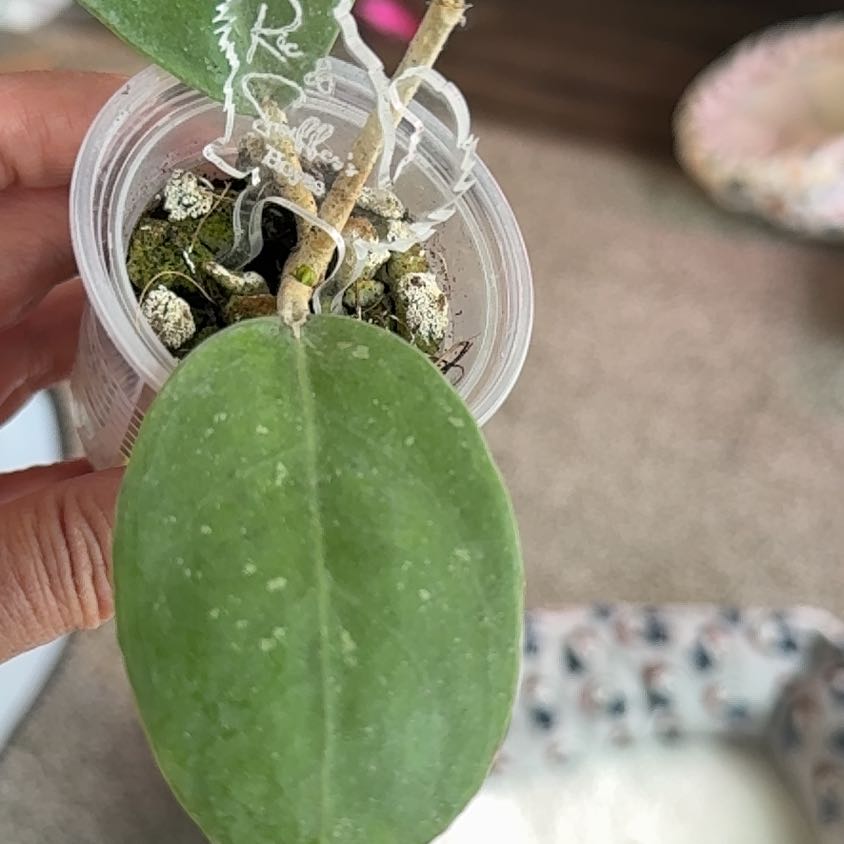 Photo of the plant species Hoya verticillata by @PricklyThumb named TGM round leaf on Greg, the plant care app