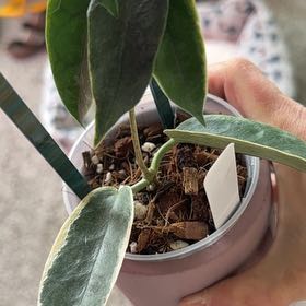 Photo of the plant species Hoya Archboldiana by @PricklyThumb named Albomarginata on Greg, the plant care app
