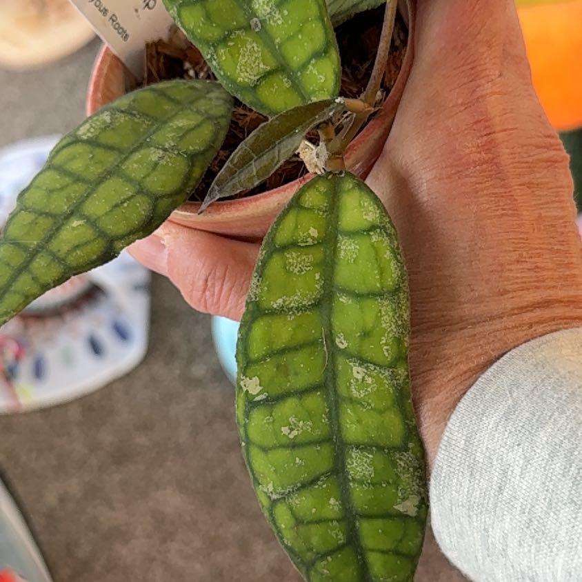 Photo of the plant species Stiff Leafed Hoya by @PricklyThumb named Cv Philip on Greg, the plant care app