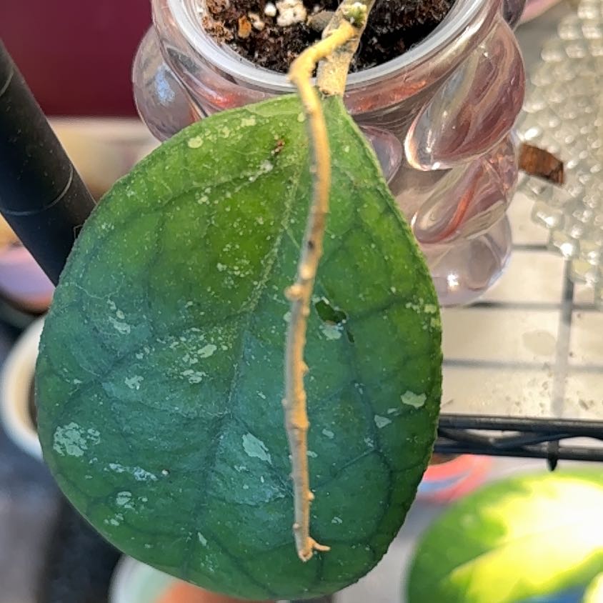 Photo of the plant species Hoya meredithii by @PricklyThumb named Round Leaf on Greg, the plant care app