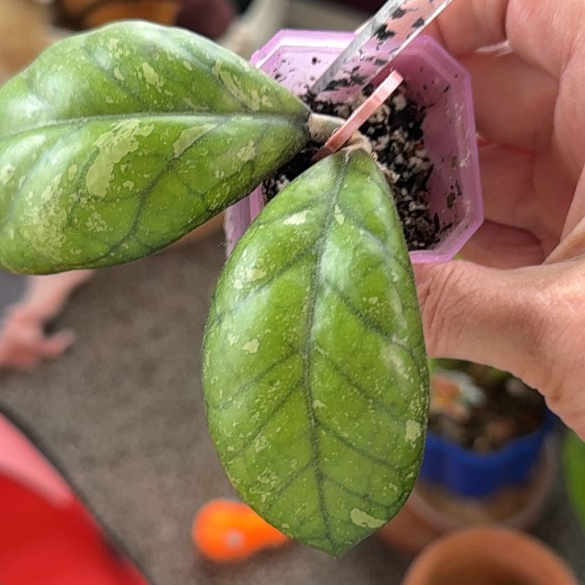 Photo of the plant species Hoya Larisa by @PricklyThumb named Demi on Greg, the plant care app