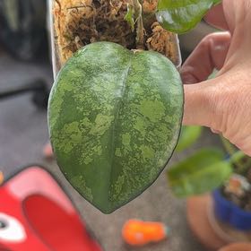 Photo of the plant species Hoya Joy by @PricklyThumb named Splash on Greg, the plant care app