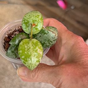 Photo of the plant species Hoya lacunosa 'Sweet Love' by @PricklyThumb named Sweetie on Greg, the plant care app