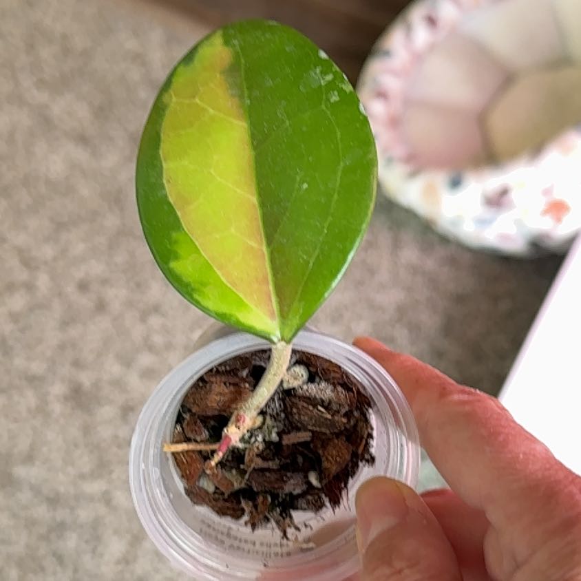 Photo of the plant species Hoya verticillata by @PricklyThumb named Variegated silver splash on Greg, the plant care app