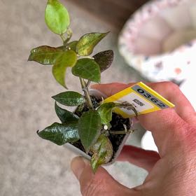 Photo of the plant species Hoya lacunosa by @PricklyThumb named Crescille on Greg, the plant care app