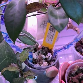 Photo of the plant species Hoya lacunosa by @PricklyThumb named Karaked on Greg, the plant care app