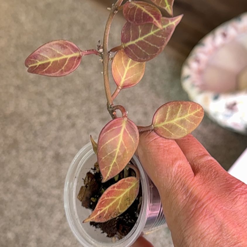 Photo of the plant species Hoya NOID by @PricklyThumb named Don’t know on Greg, the plant care app
