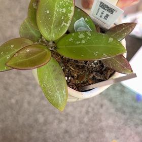 Photo of the plant species Hoya NOID by @PricklyThumb named RHM2553 Stevo x UNK on Greg, the plant care app