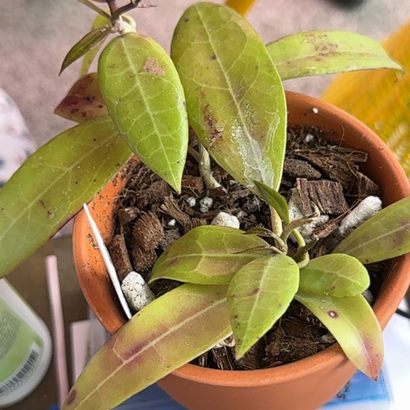 Photo of the plant species Hoya NOID by @PricklyThumb named RHM25108 UT002 x UNK on Greg, the plant care app