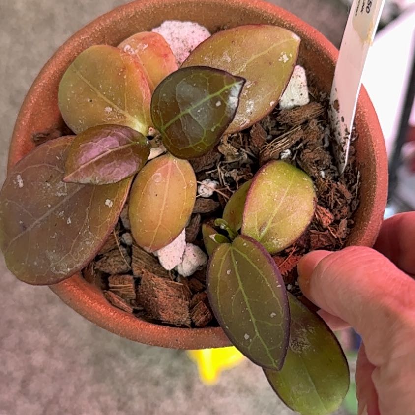 Photo of the plant species Hoya NOID by @PricklyThumb named RHM2550 AH Ceereen x UNK on Greg, the plant care app