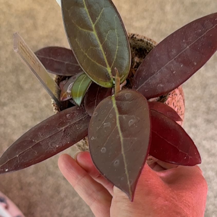 Photo of the plant species Hoya NOID by @PricklyThumb named RHM2536 EPC145 spoon leaf x unk on Greg, the plant care app