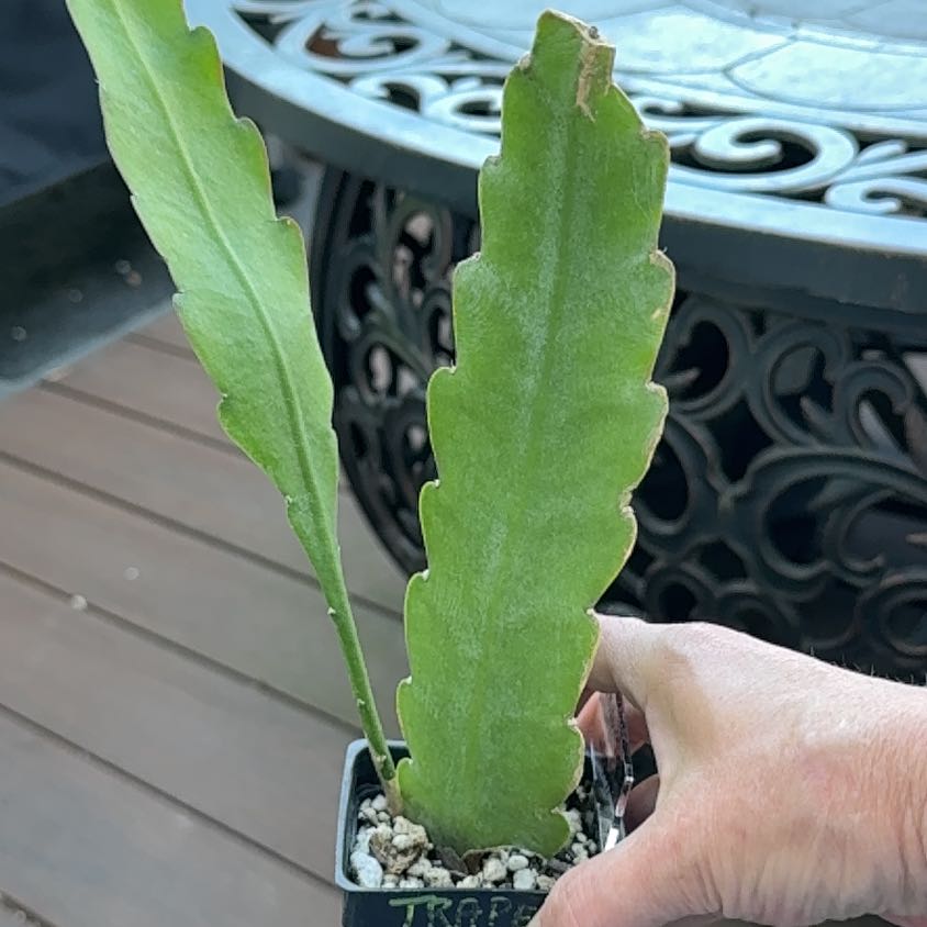 Photo of the plant species Epiphyllum 'Elfe' by @PricklyThumb named Trapeze on Greg, the plant care app