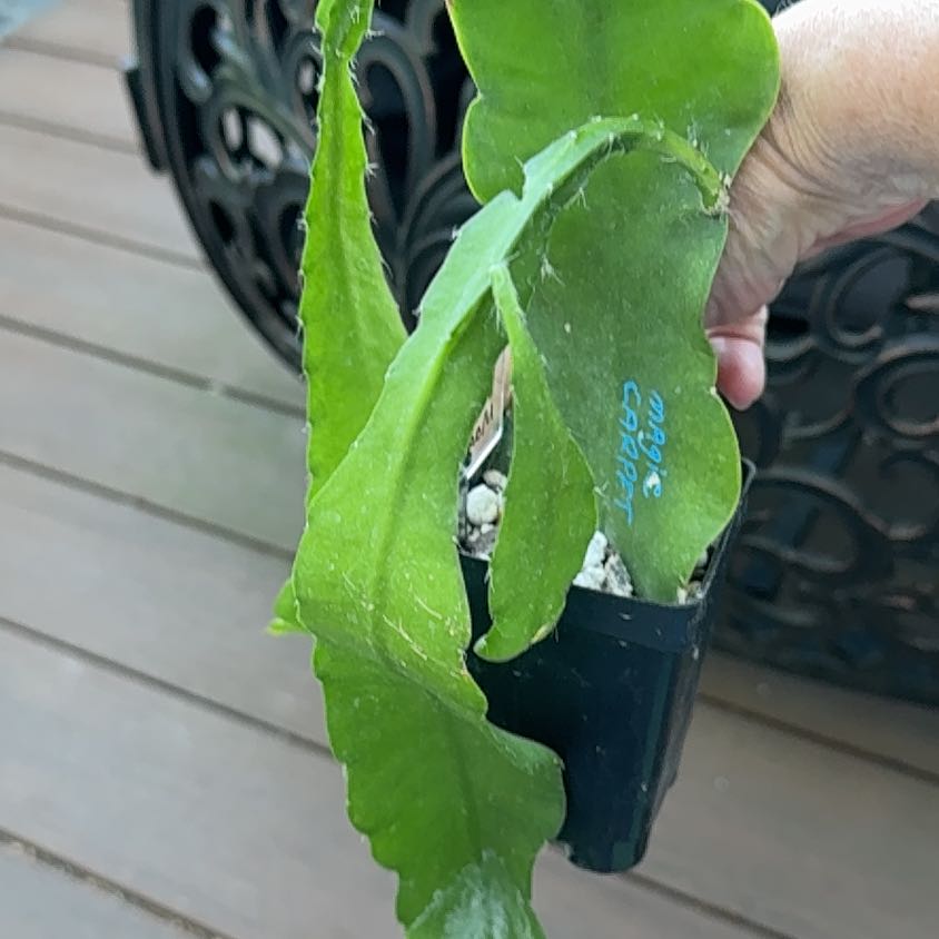 Photo of the plant species Epiphyllum 'Elfe' by @PricklyThumb named Magic Carpet on Greg, the plant care app