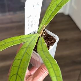 Photo of the plant species Stiff Leafed Hoya by @PricklyThumb named Jungle Speat on Greg, the plant care app