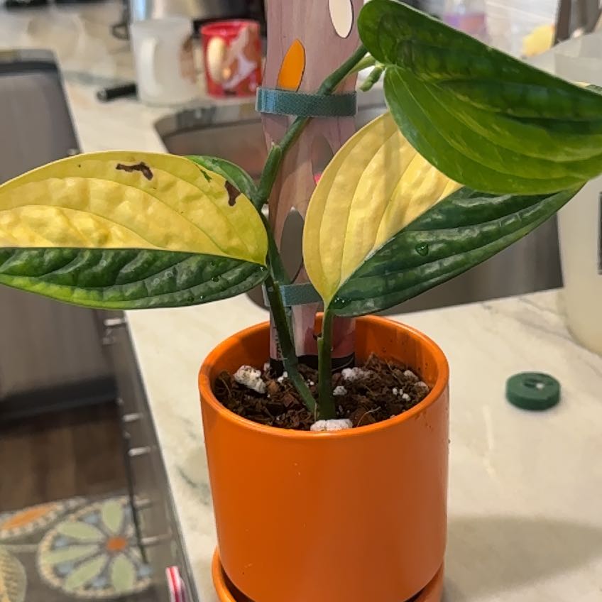 Photo of the plant species Variegated Monstera Peru by @PricklyThumb named Willow Pill on Greg, the plant care app