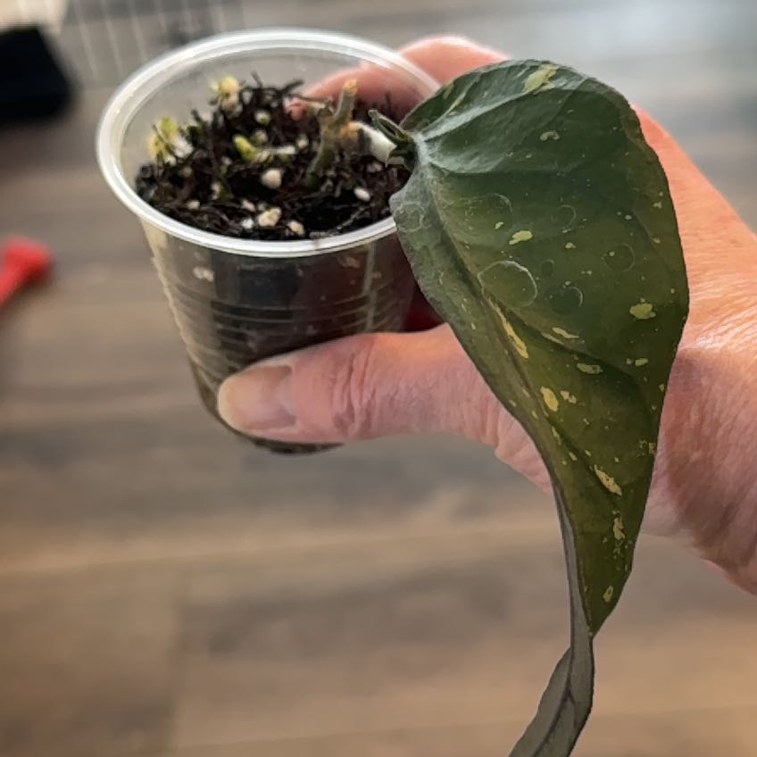 Photo of the plant species Hoya sp. Aceh 'Dragon Egg'\ by @PricklyThumb named Dragon Tail on Greg, the plant care app