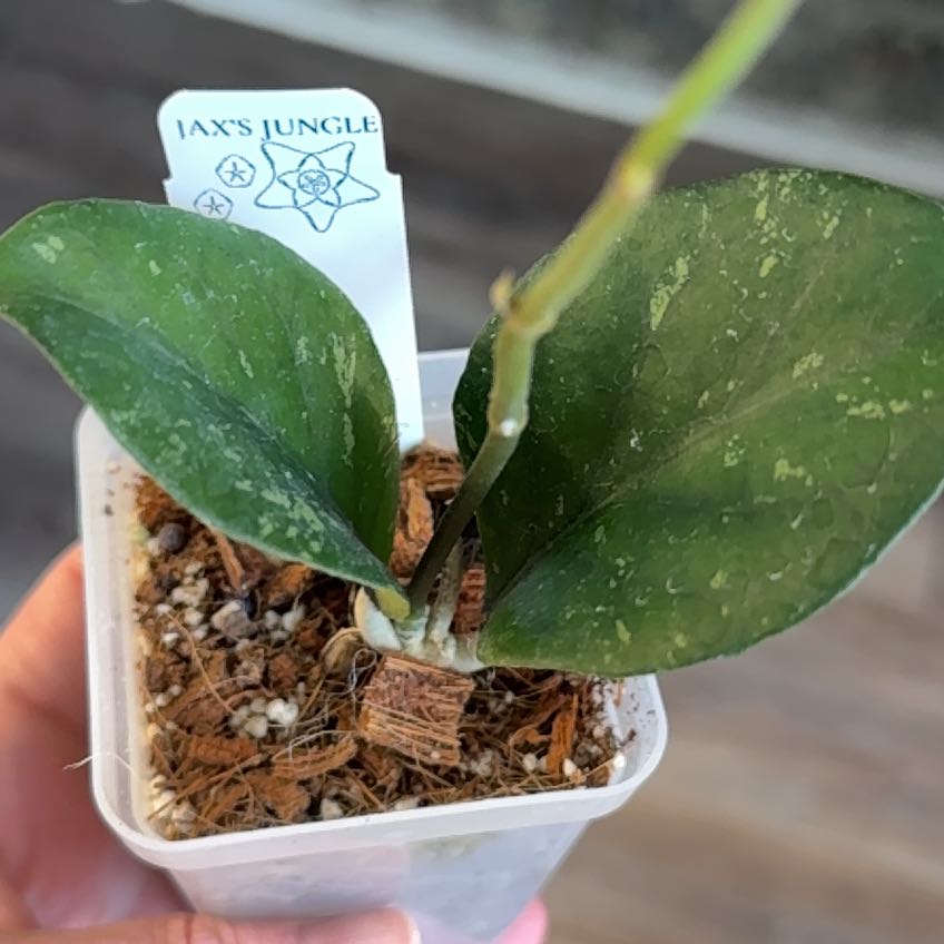 Photo of the plant species Hoya 'Aceh Bogar' by @PricklyThumb named Manohara on Greg, the plant care app