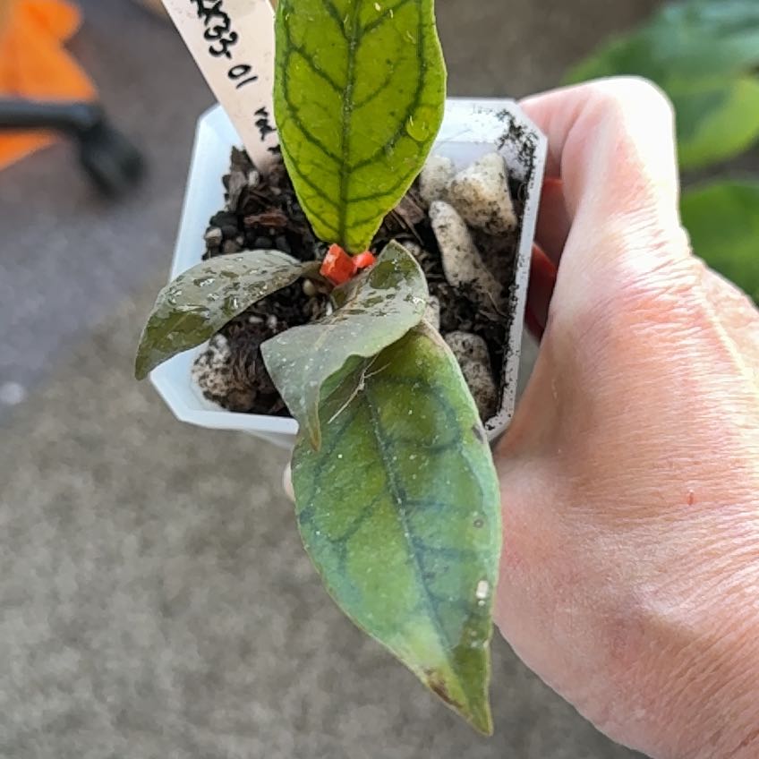 Photo of the plant species Hoya ilagiorum by @PricklyThumb named WRX33-01 ilagiorum red x Callistophylla on Greg, the plant care app