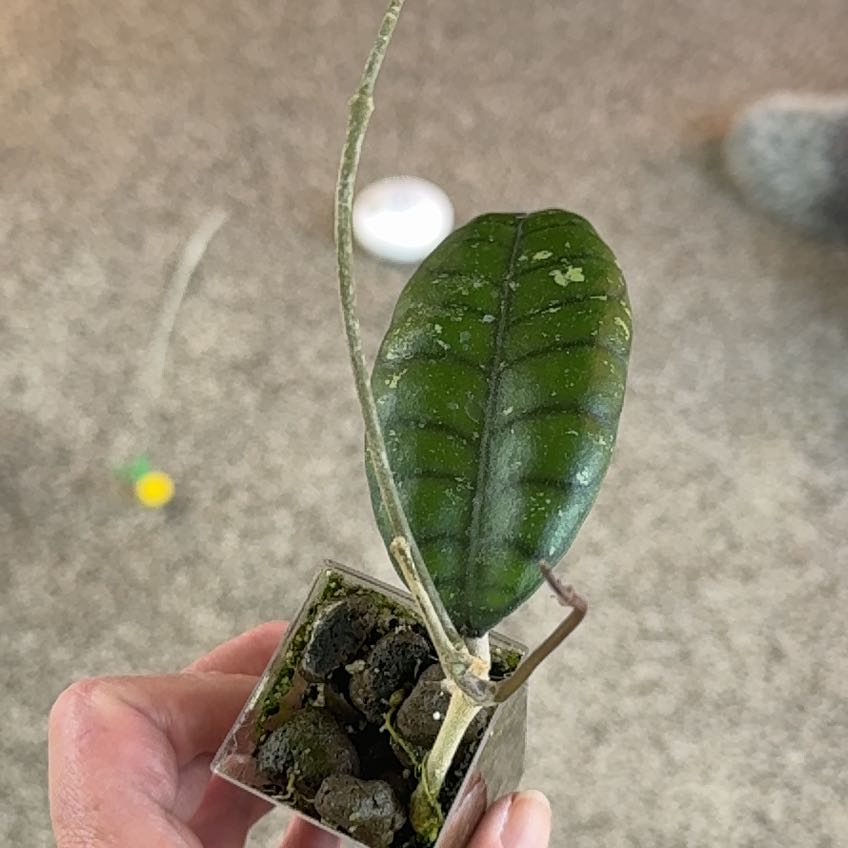 Photo of the plant species Hoya 'Callistophylla' by @PricklyThumb named NAPC-033 on Greg, the plant care app