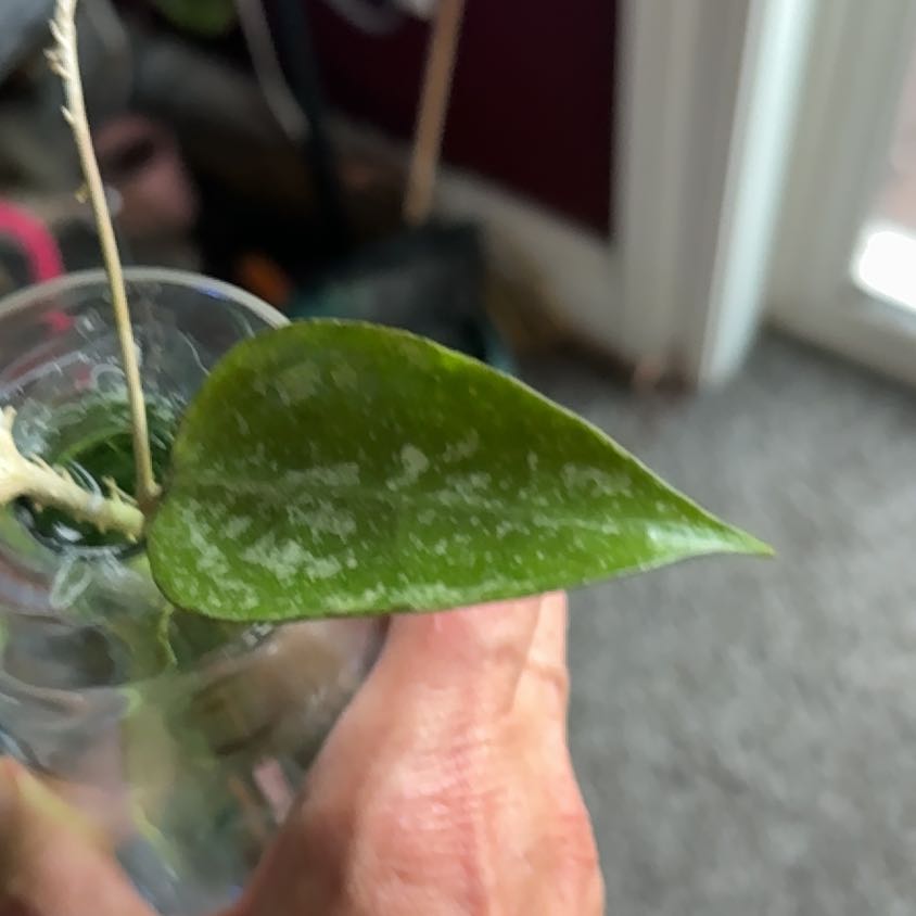 Photo of the plant species Hoya NOID by @PricklyThumb named KSB-08 on Greg, the plant care app