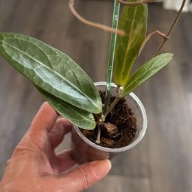 Photo of the plant species Hoya 'Love Affair' by @PricklyThumb named Love Affair (GTX01-01) on Greg, the plant care app