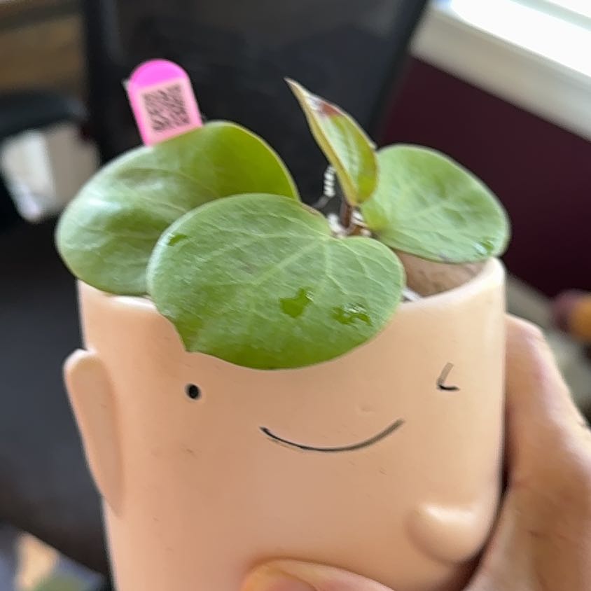 Photo of the plant species Hoya erythrina by @PricklyThumb named Rhiannon on Greg, the plant care app