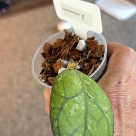 Photo of the plant species Hoya NOID by @PricklyThumb named Dark Moon on Greg, the plant care app