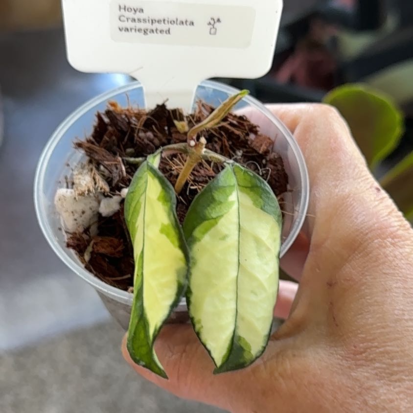 Photo of the plant species Hoya crassipetiolata by @PricklyThumb named Variegata on Greg, the plant care app