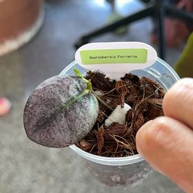 Photo of the plant species Hoya NOID by @PricklyThumb named Buntokensis Purnama on Greg, the plant care app