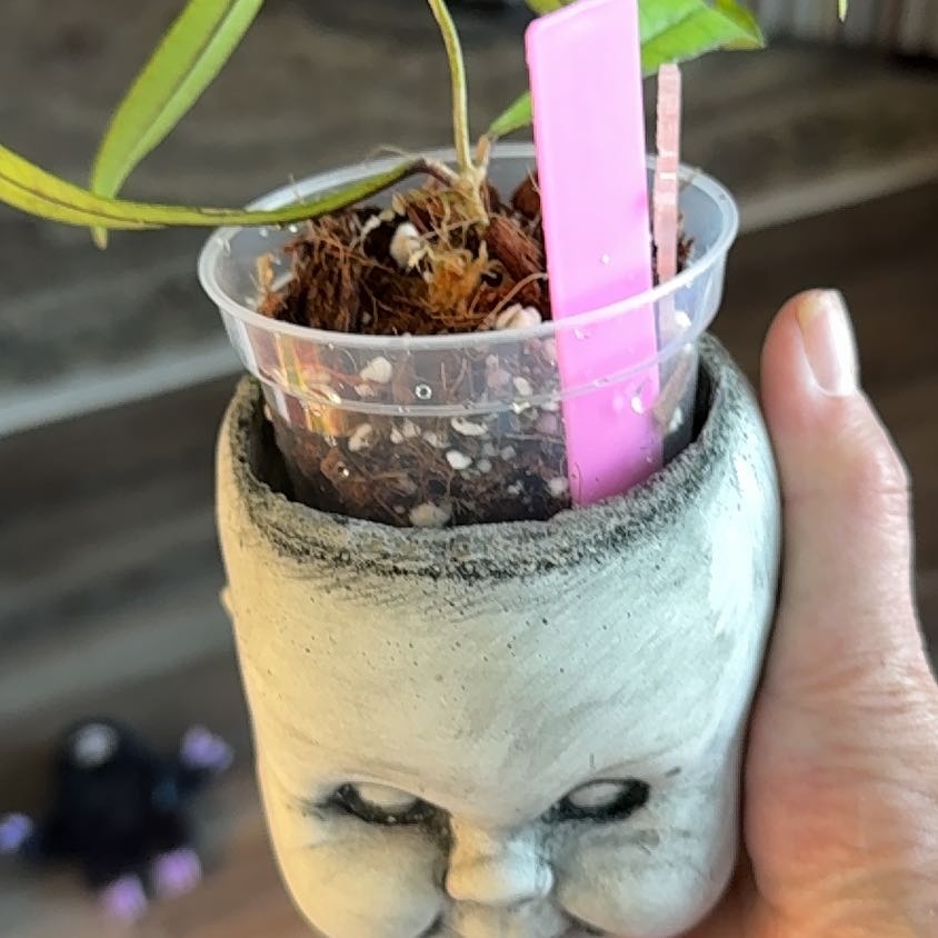 Photo of the plant species Stiff Leafed Hoya by @PricklyThumb named Jungle Spear on Greg, the plant care app