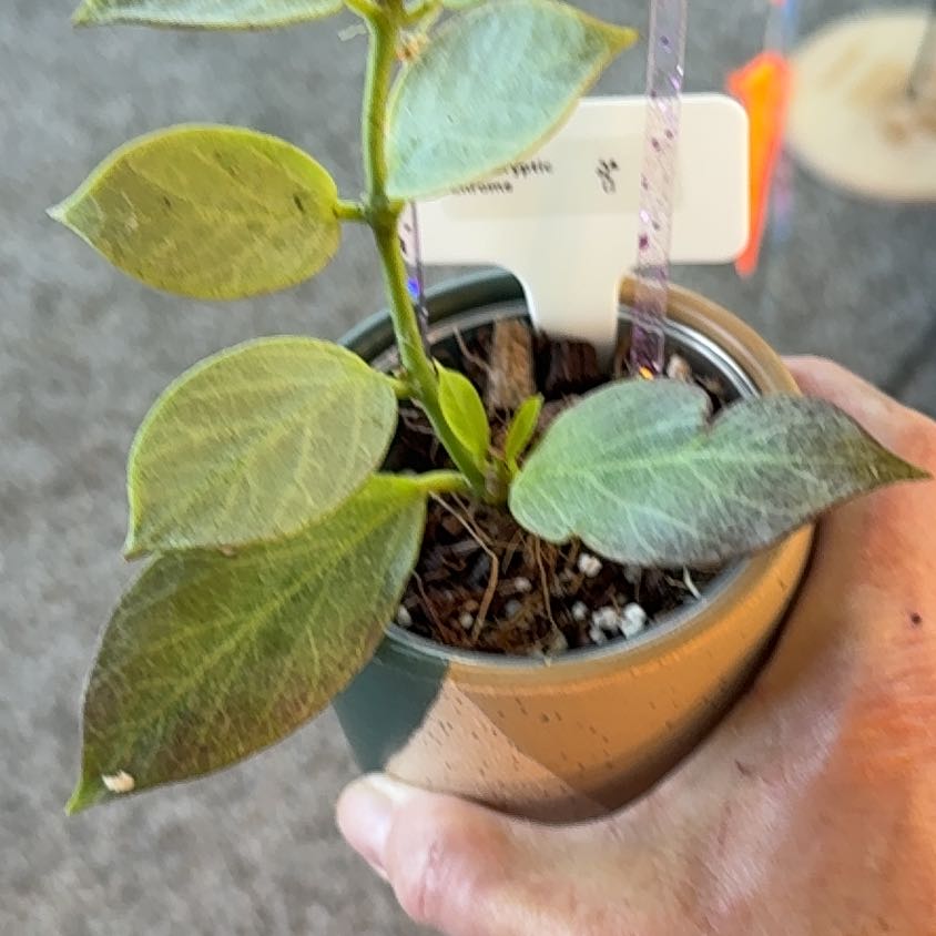Photo of the plant species Hoya obscura 'Cryptic Chrome' by @PricklyThumb named Mystery on Greg, the plant care app