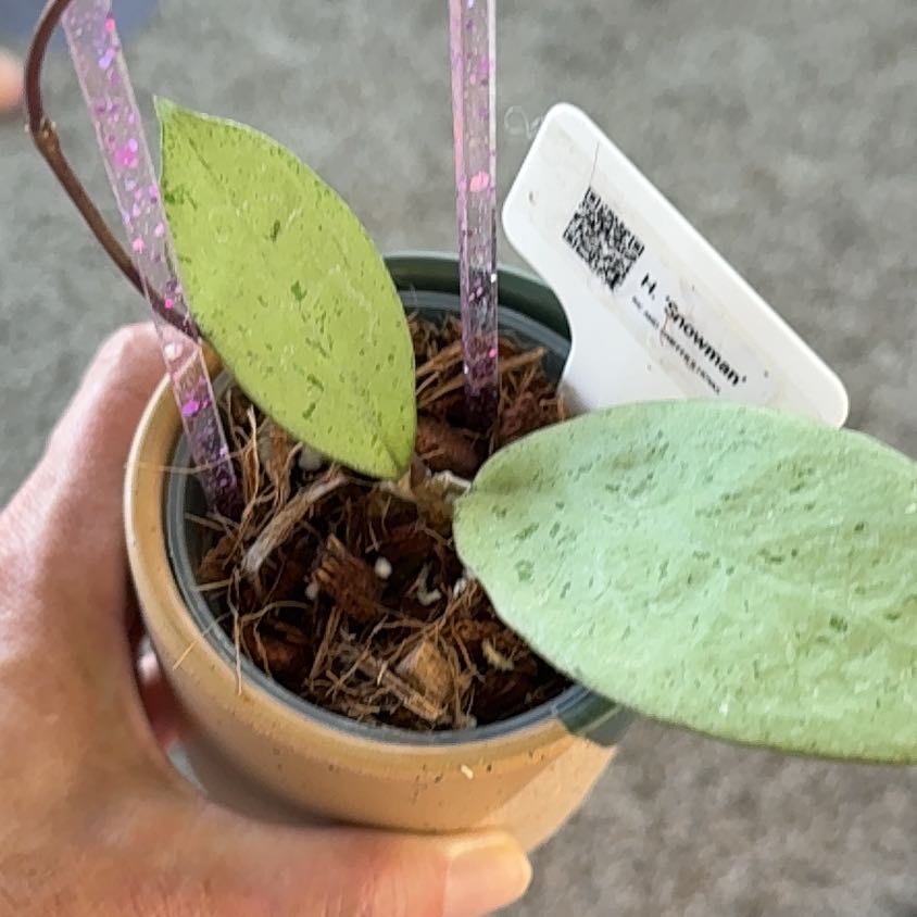 Photo of the plant species Hoya NOID by @PricklyThumb named Snowman on Greg, the plant care app