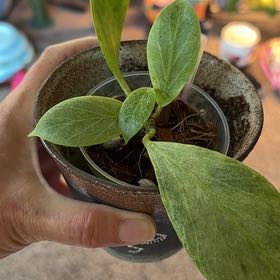 Photo of the plant species Hoya obscura by @PricklyThumb named Rowena on Greg, the plant care app