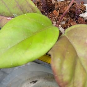 Photo of the plant species Hoya NOID by @PricklyThumb named Pillow Talk on Greg, the plant care app