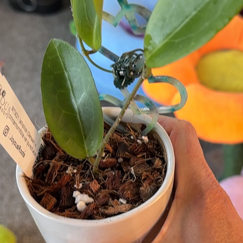 Photo of the plant species Hoya elliptica by @PricklyThumb named RTX01 (elliptica (Gensan) x cinnam var pureo) on Greg, the plant care app