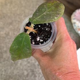 Photo of the plant species Hoya vitellinoides by @PricklyThumb named Kencana (Susanti C3) on Greg, the plant care app